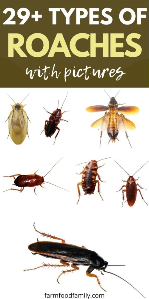 types of cockroaches with pictures