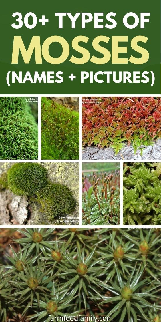 types of moss with pictures facts