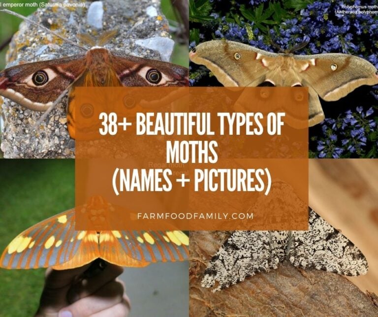38+ Different Types Of Moths (With Names and Pictures)