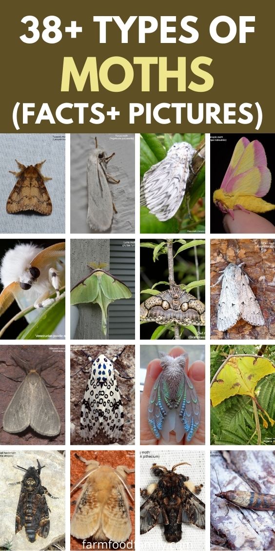 types of moths with pictures