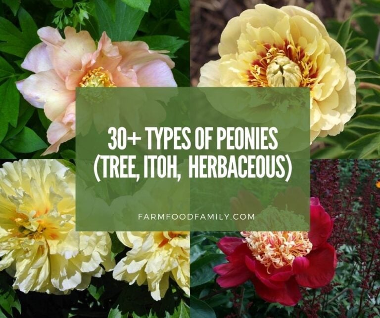 30+ Different Types Of Peonies – Tree, Itoh, and Herbaceous (With Pictures and Care Guide)