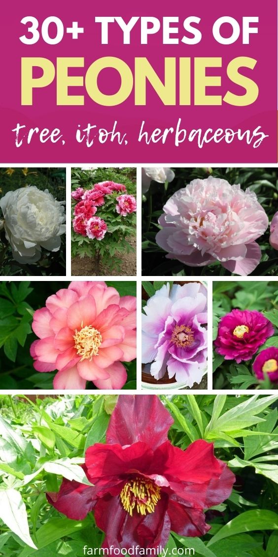 types of peonies with pictures