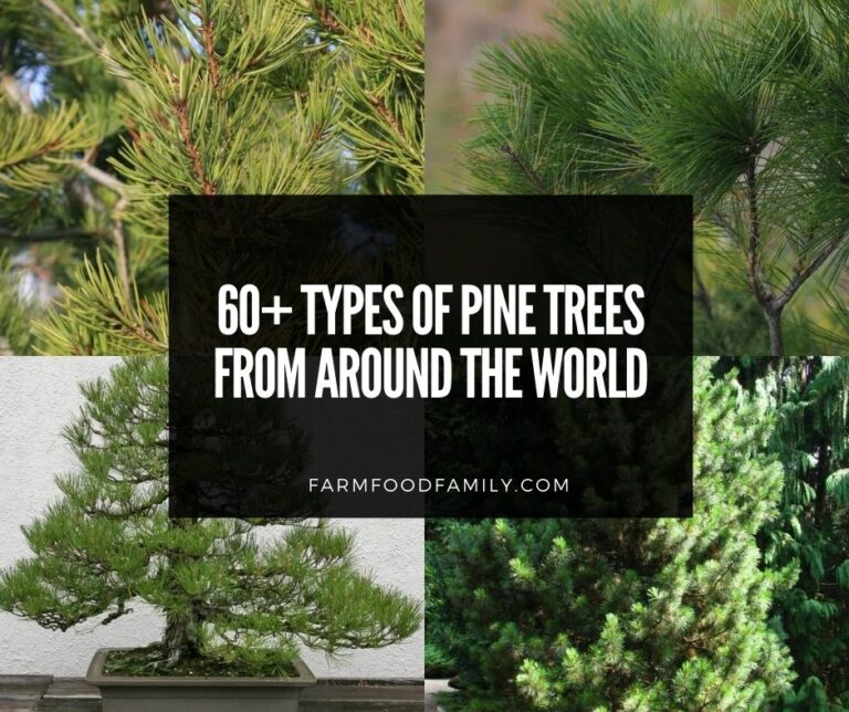 60+ Different Types Of Pine Trees (With Names and Pictures)