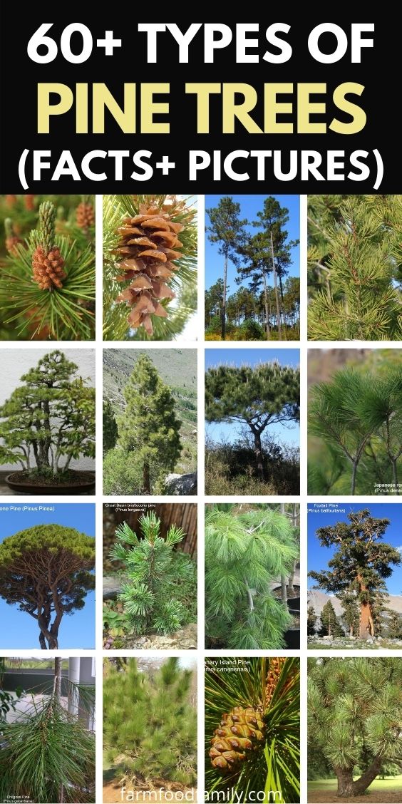 types of pine tress with pictures facts