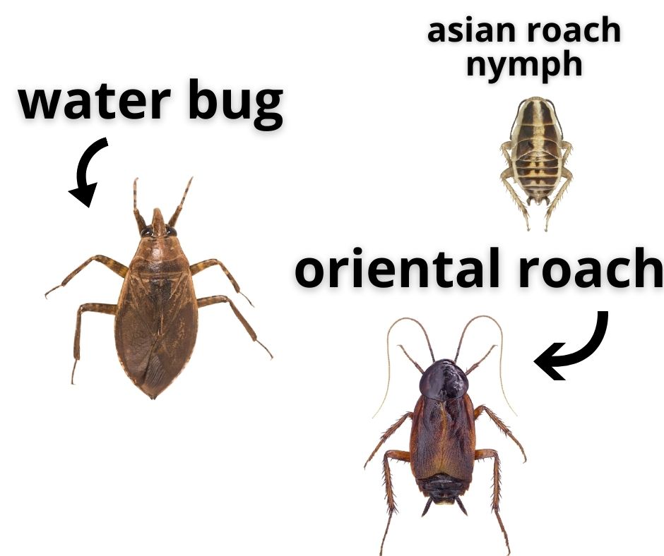 Cockroach vs water bug