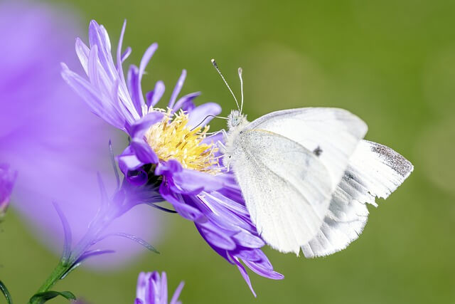 White butterfly meaning