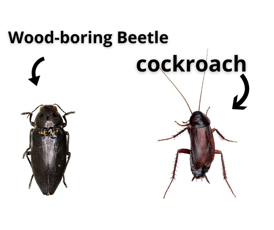 Cockroach vs Wood-boring Beetle