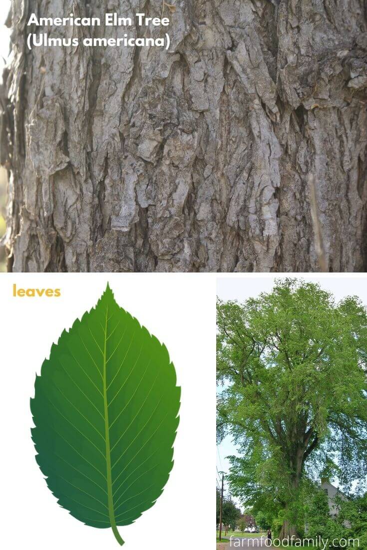 American Elm Tree (Ulmus americana)