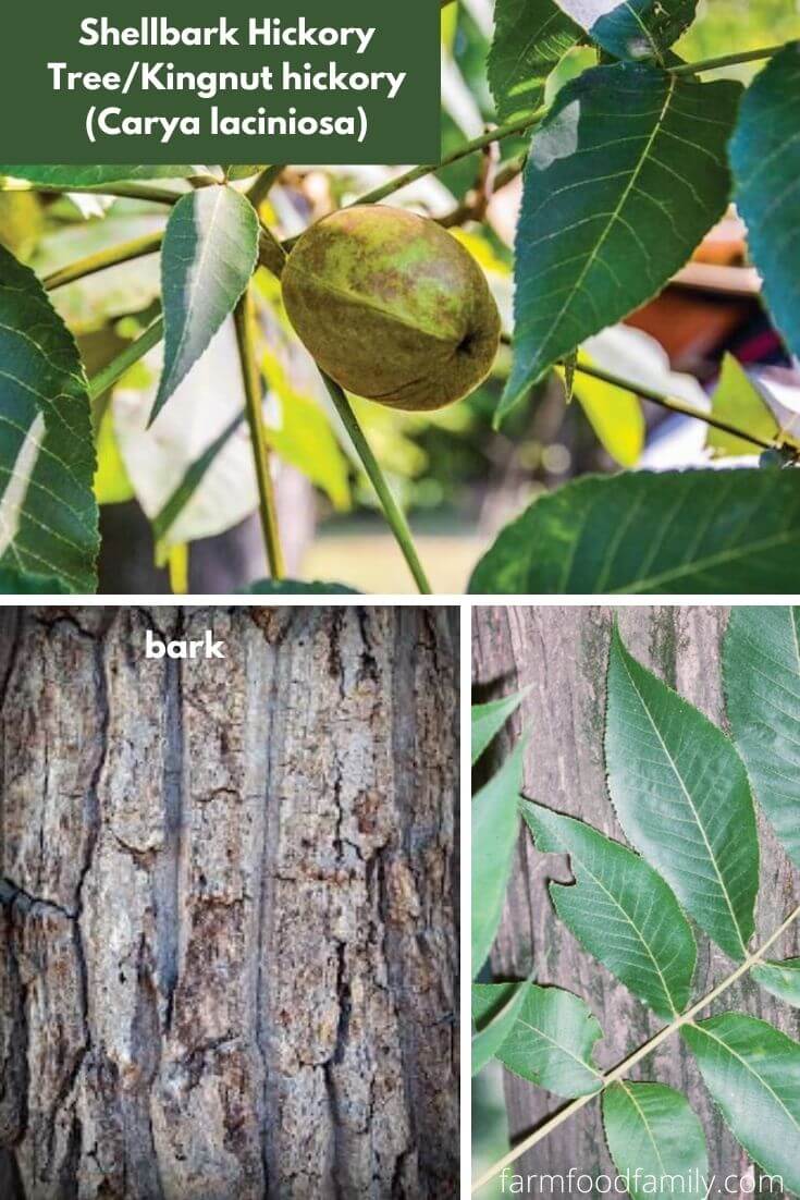 Shellbark Hickory Tree/Kingnut hickory (Carya laciniosa)