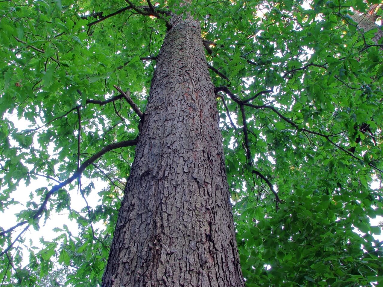 White Oak (Quercus alba)