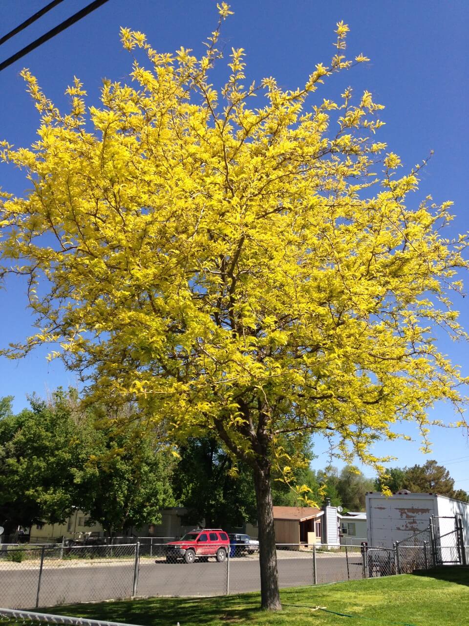 Sunburst honey locust tree (Gleditsia triacanthos 'Suncole')