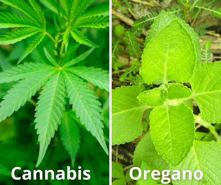 10 cannabis oregano