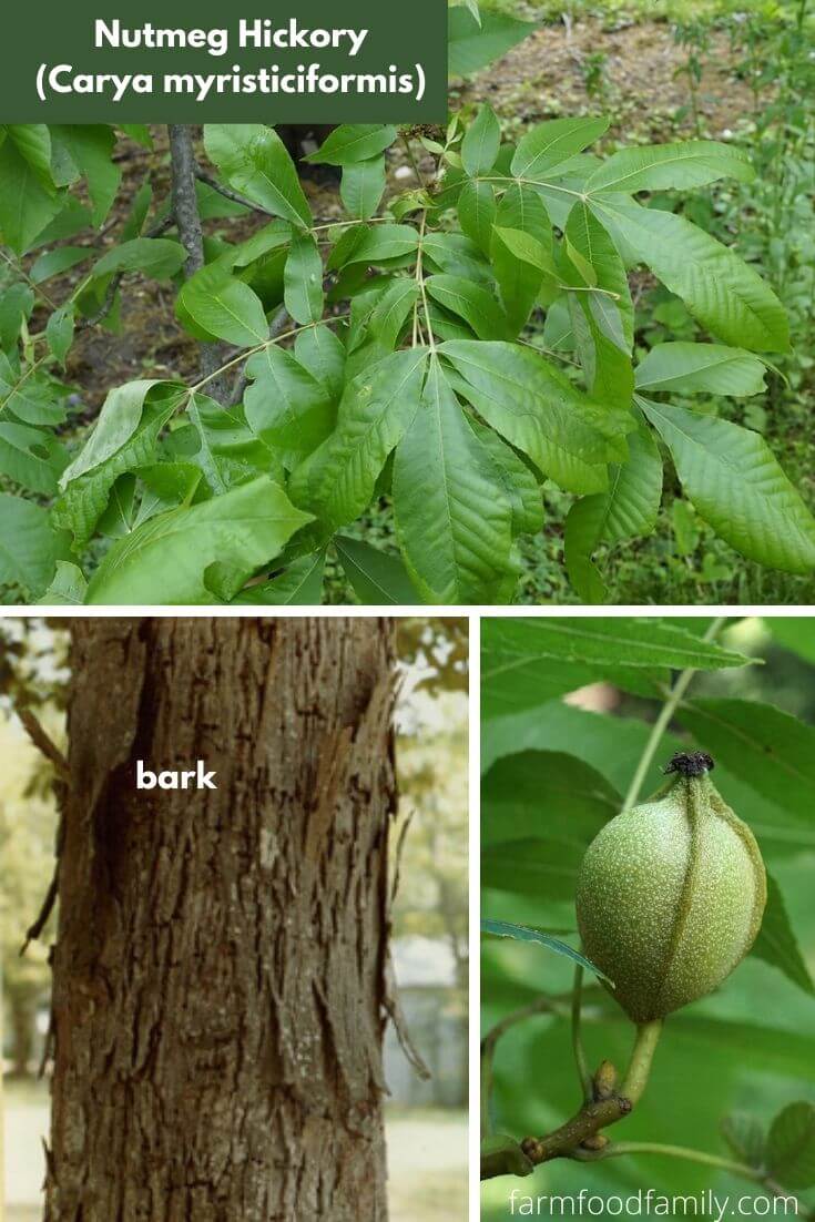 Nutmeg Hickory (Carya myristiciformis)