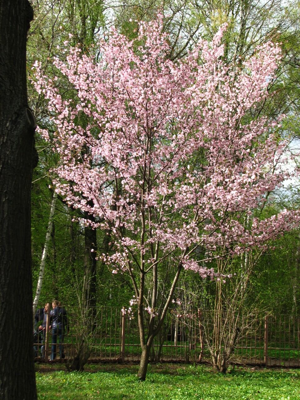 Sargent's cherry tree (Prunus sargentii)