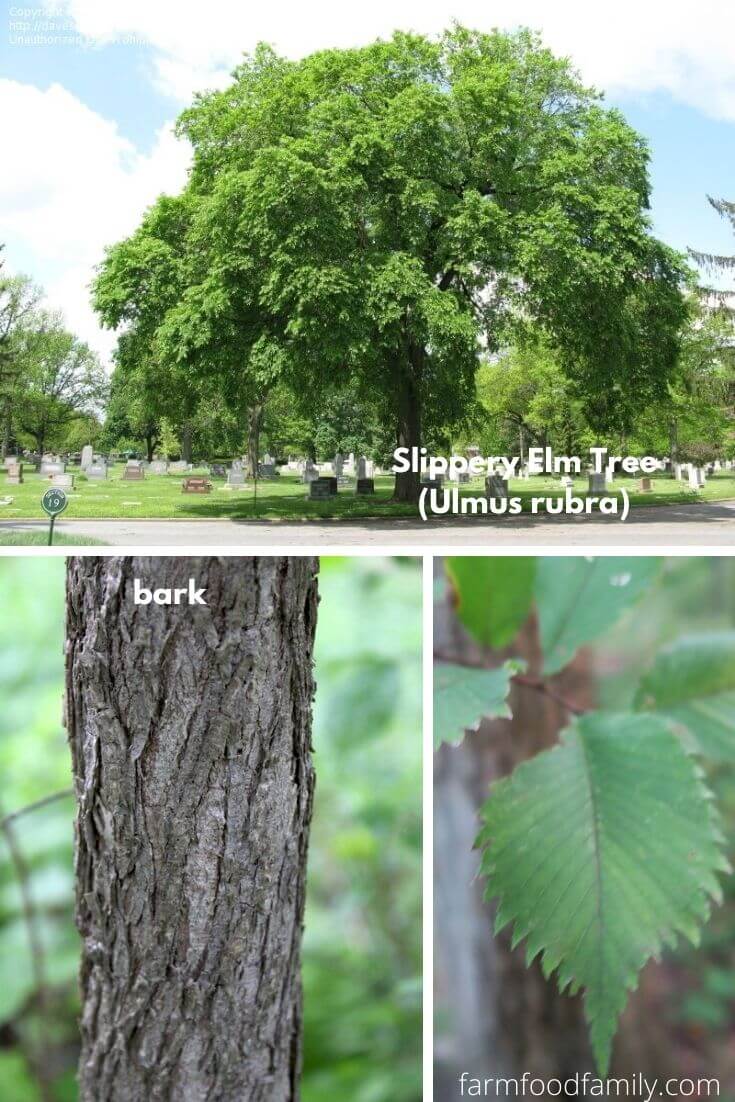 Slippery Elm Tree (Ulmus rubra)