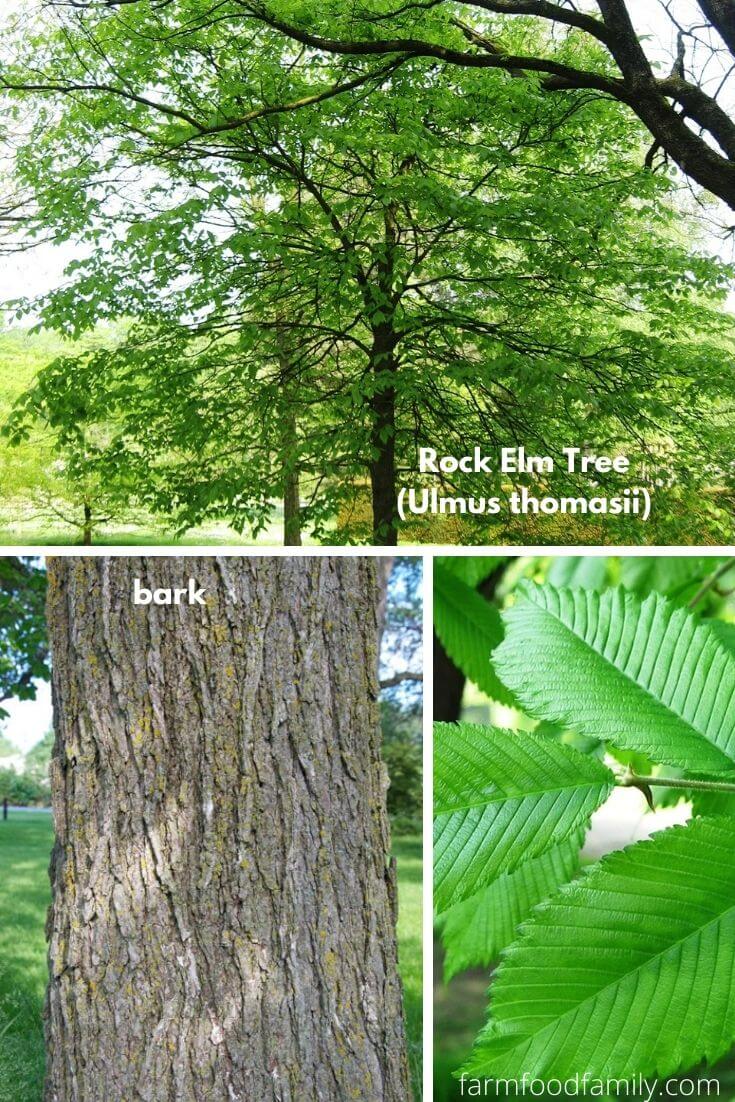 Rock Elm Tree (Ulmus thomasii)