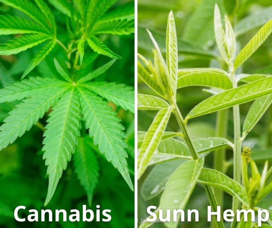 12 cannabis sunn hemp