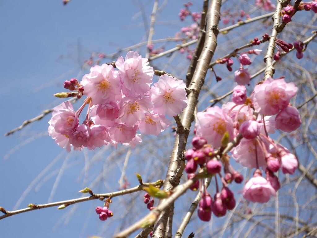 Weeping Cherry Tree (Prunus pendula)