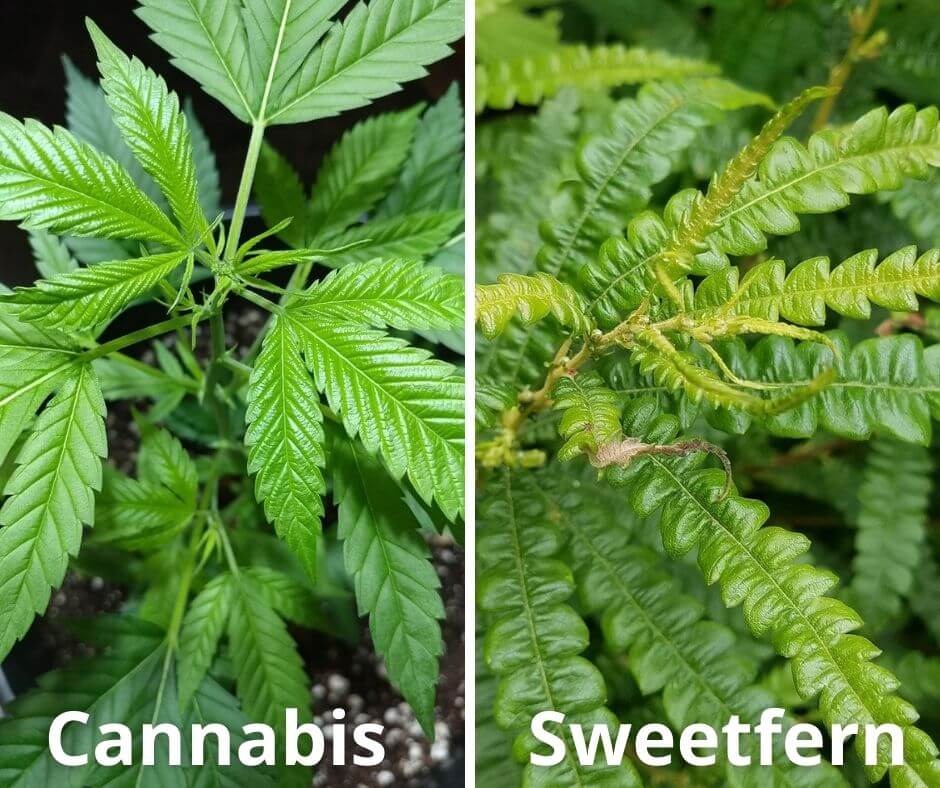 13 cannabis sweetfern