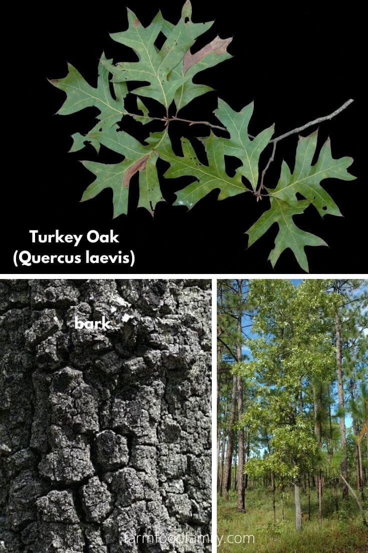 Turkey Oak (Quercus laevis)