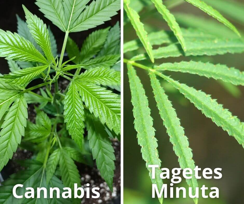14 cannabis tagetes minuta
