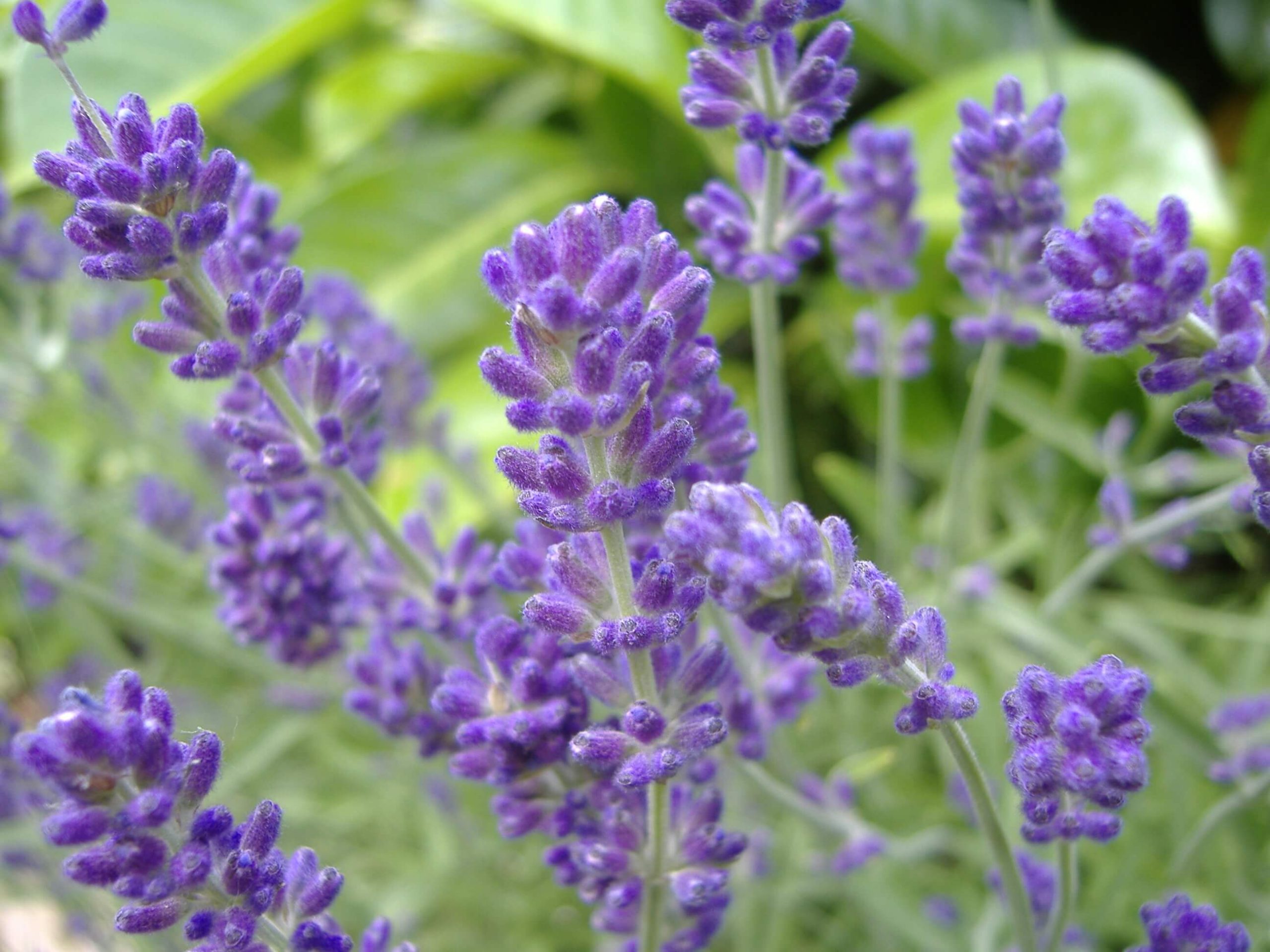 14 lavender scaled