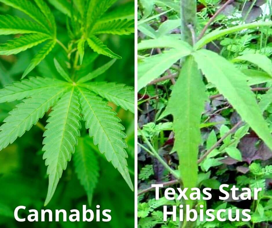 15 cannabis texas star hibiscus