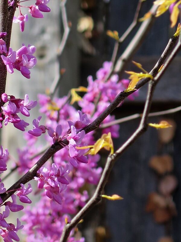 The Rising Sun Redbud (Cercis canadensis 'The Rising Sun')