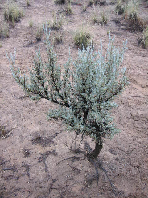 Sagebrush (Artemisia tridentata)