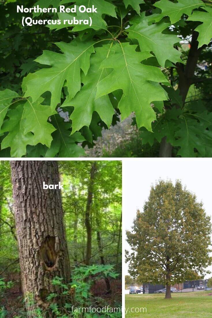 Northern Red Oak (Quercus rubra)