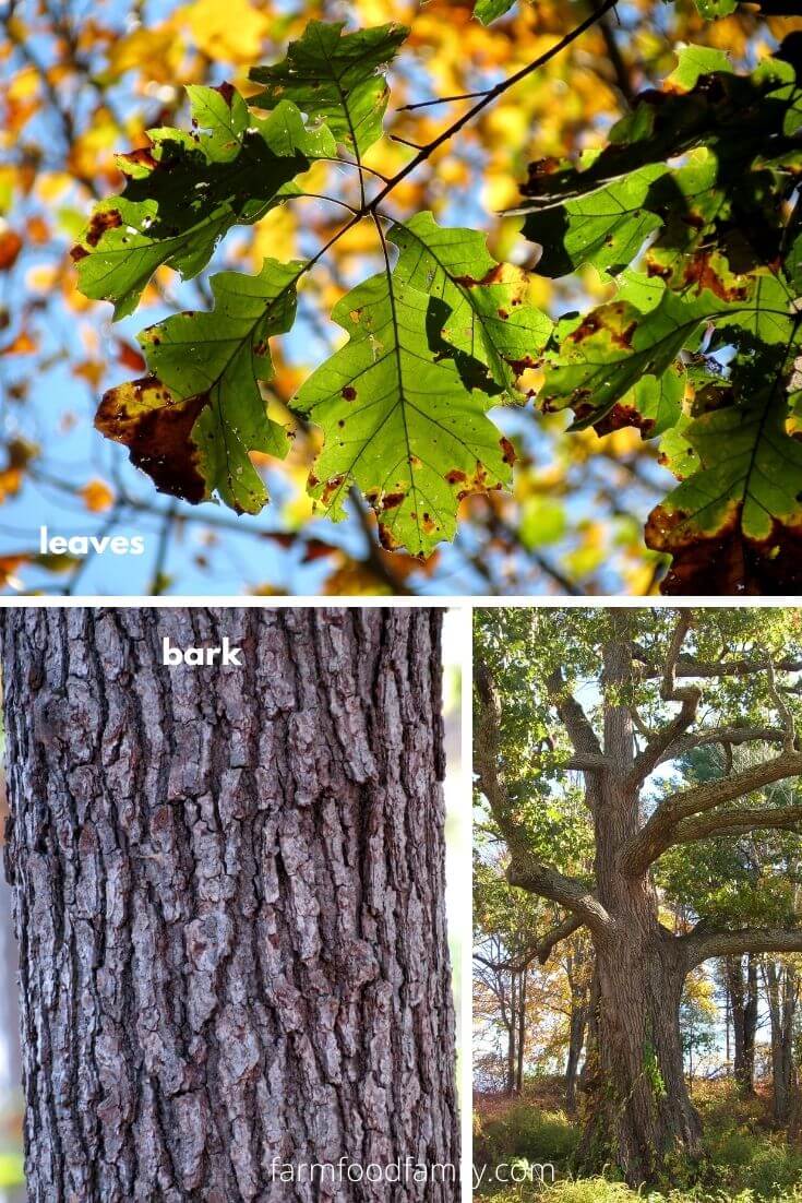 Black Oak (Quercus velutina)