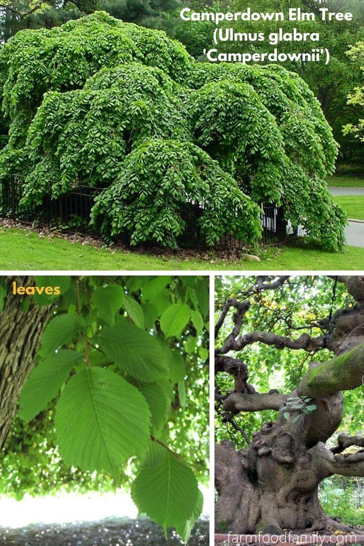 Camperdown Elm Tree (Ulmus glabra 'Camperdownii')