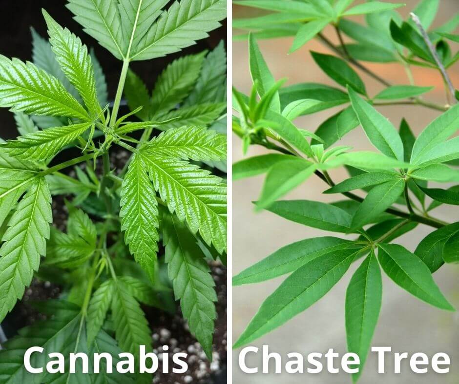 2 cannabis chaste tree
