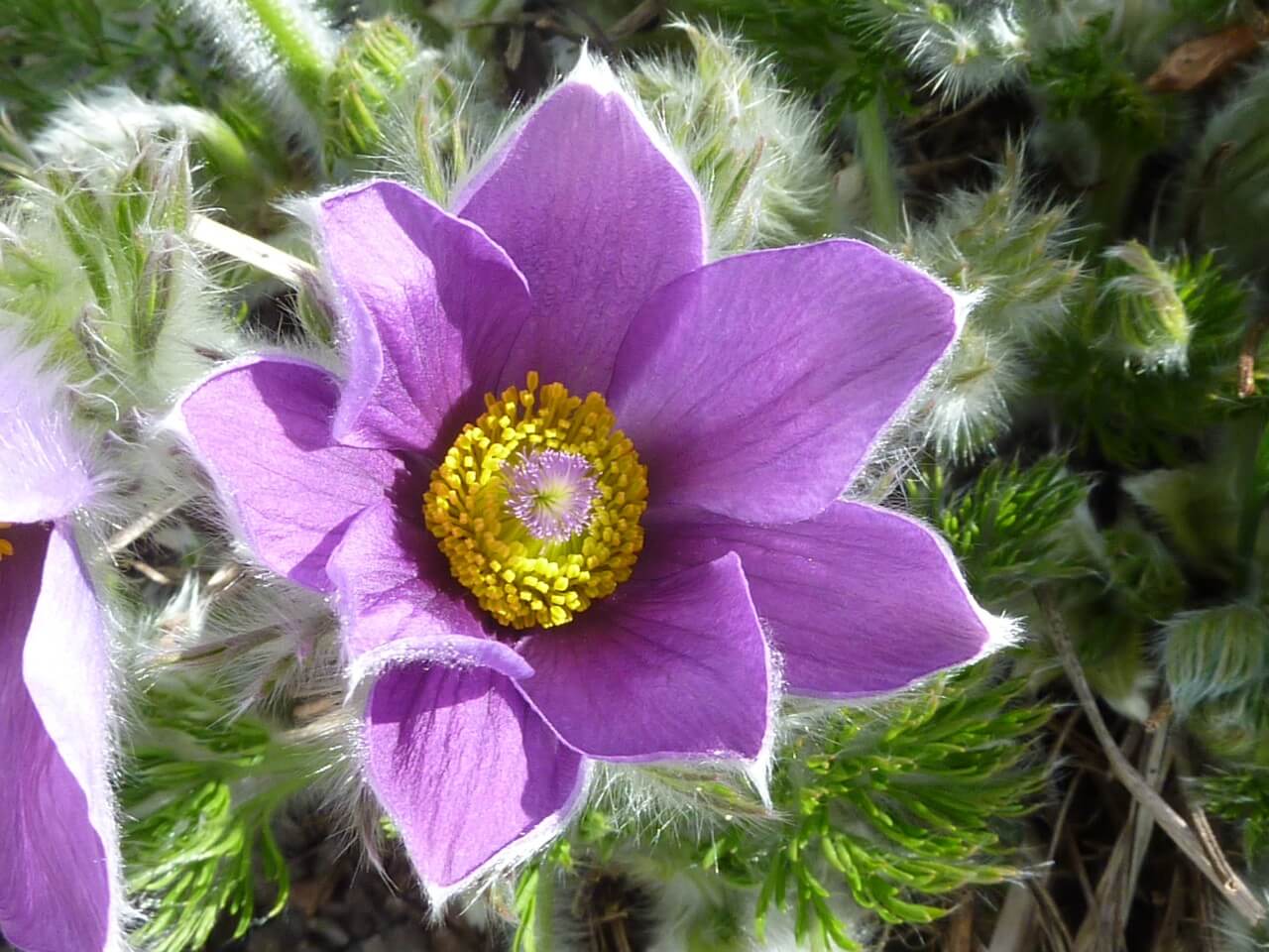 Pasque Flower (Pulsatilla vulgaris)