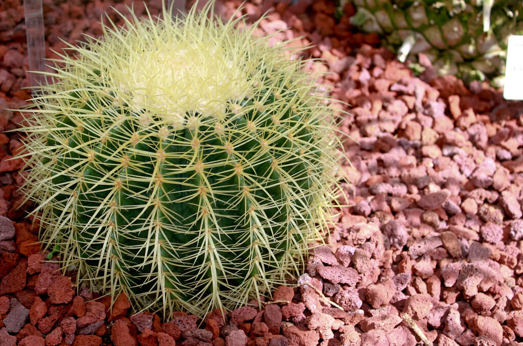 Golden Barrel cactus (Echinocactus grusonii)
