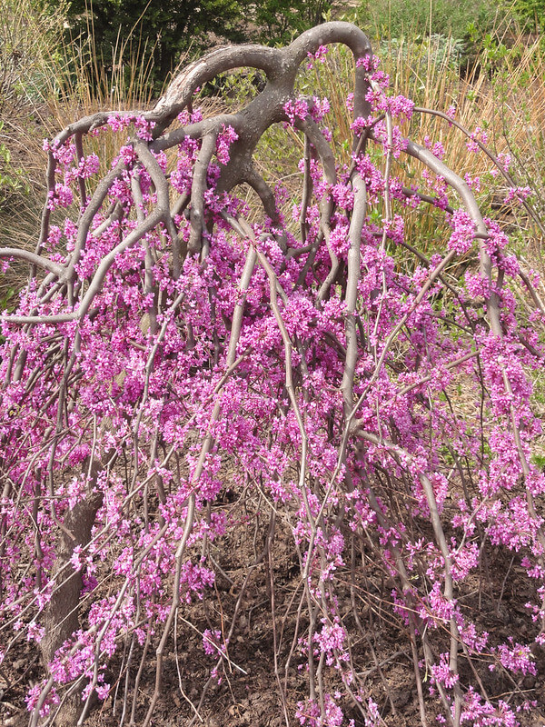 Weeping Lavender Twist Redbud (Cercis canadensis ‘Covey’)