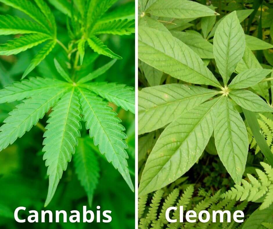 3 cannabis cleome