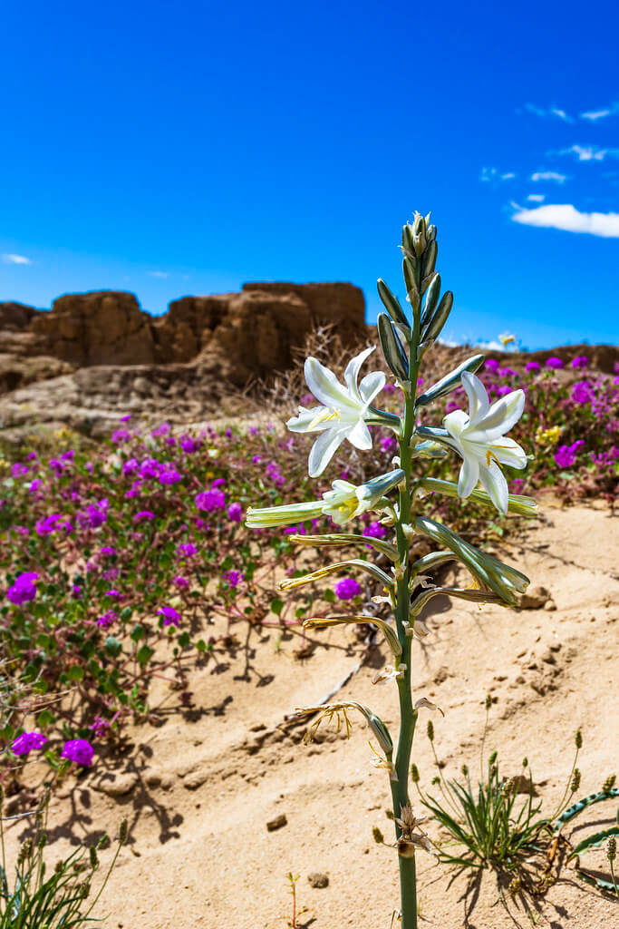 Desert Lily (Hesperocallis)