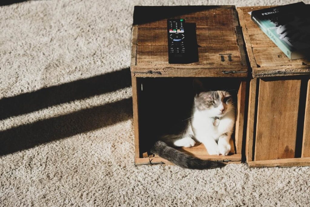 3 diy projects for pet