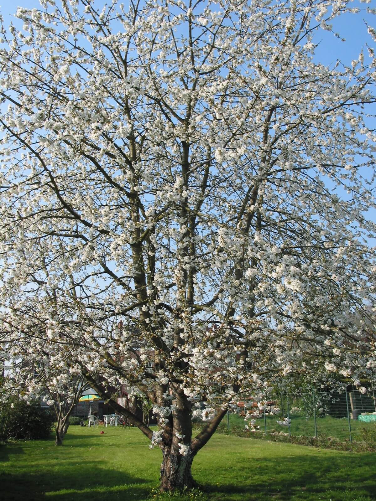 Sweet cherry tree (Prunus avium)