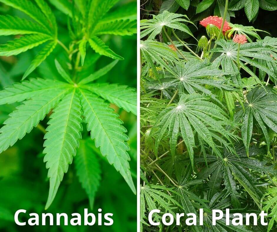 4 cannabis coral plant