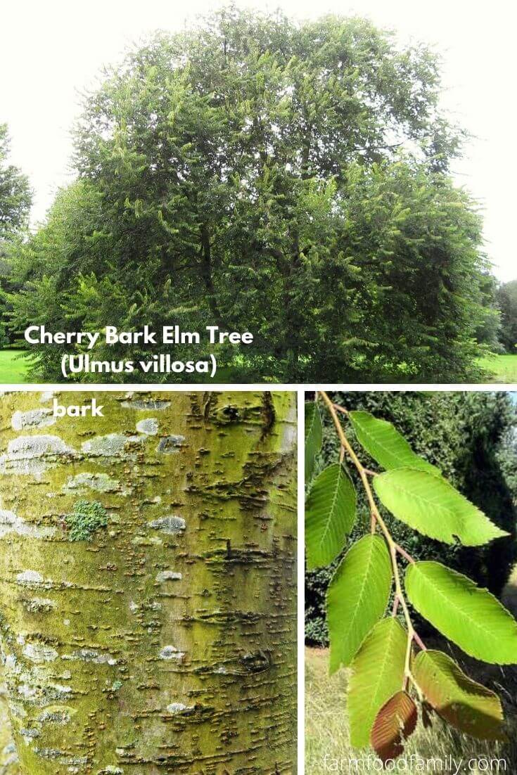 Cherry Bark Elm Tree (Ulmus villosa)