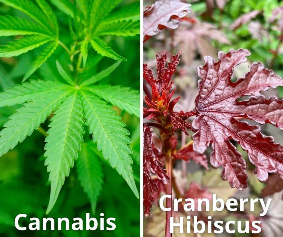 5 cannabis cranberry hibiscus