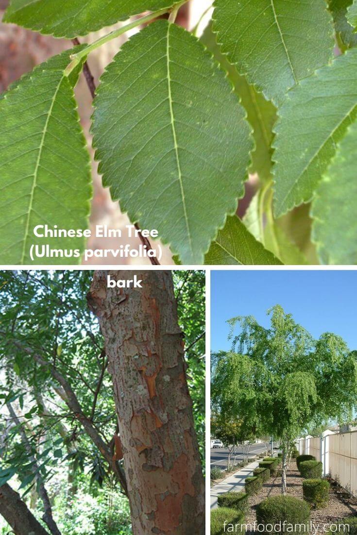 Chinese Elm Tree (Ulmus parvifolia)
