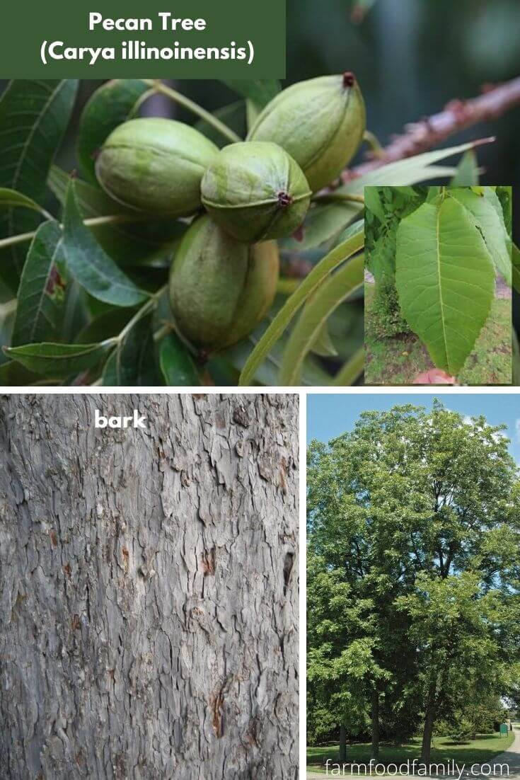 Pecan Tree (Carya illinoinensis)