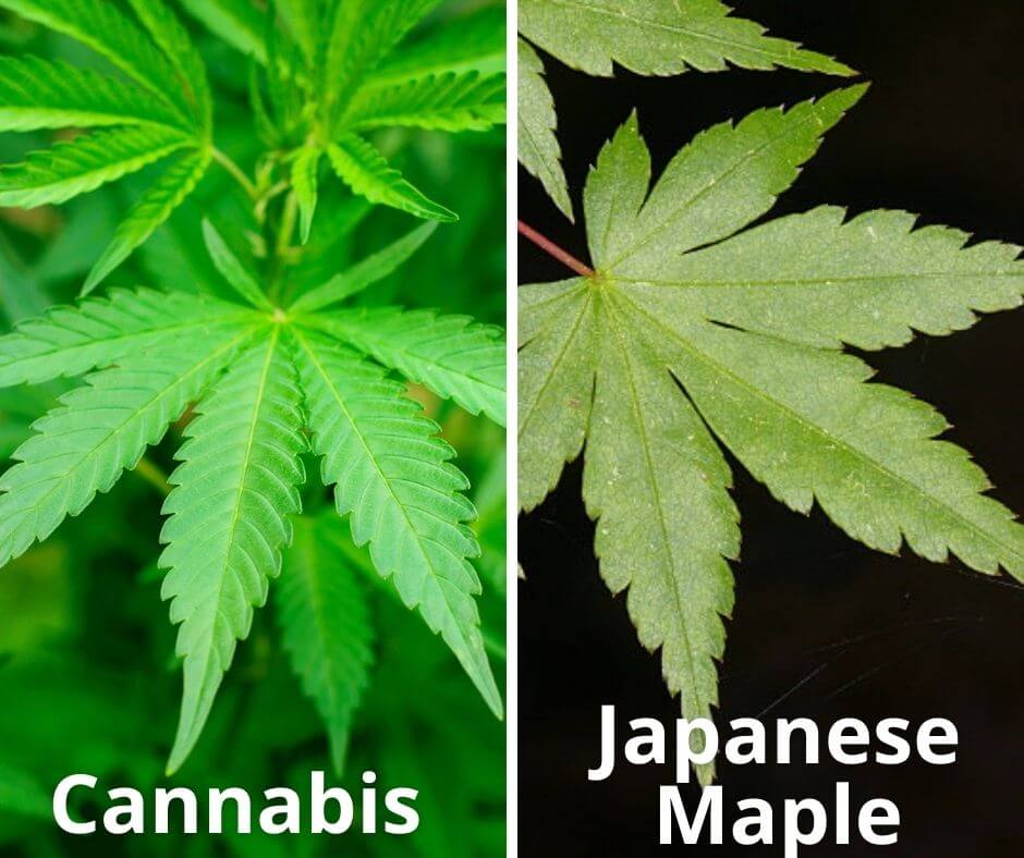 6 cannabis japanese maple