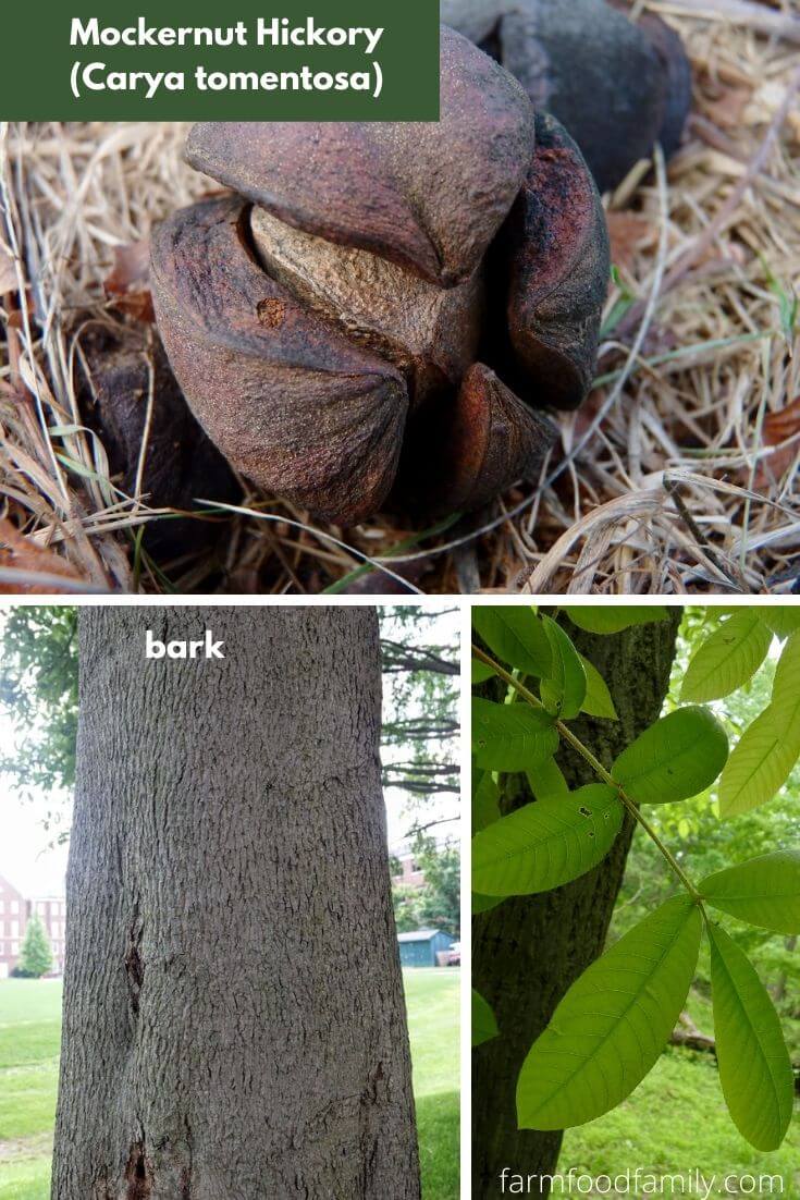 Mockernut Hickory (Carya tomentosa)