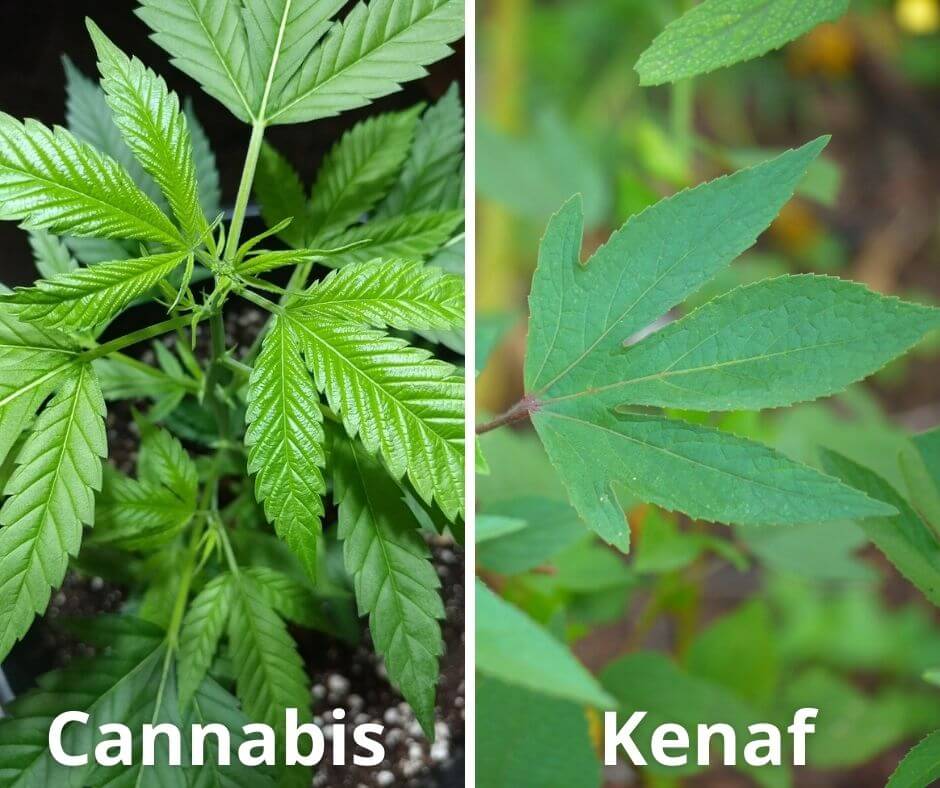 7 cannabis kenaf