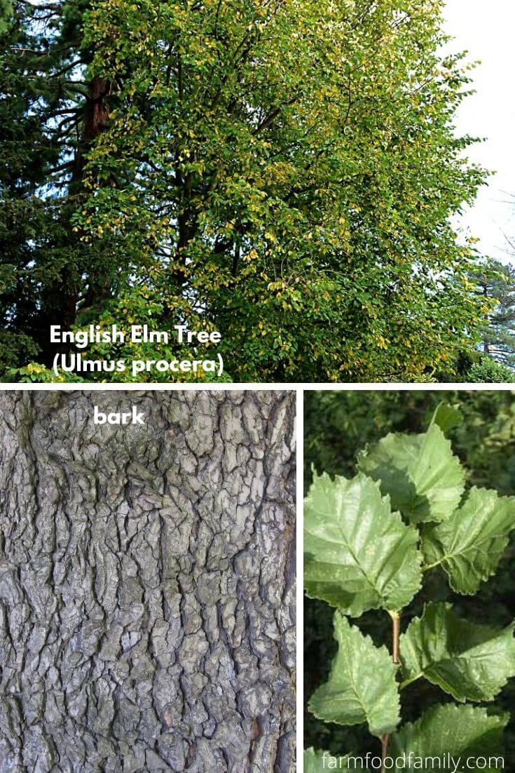 English Elm Tree (Ulmus procera, Ulmus minor 'Atinia')