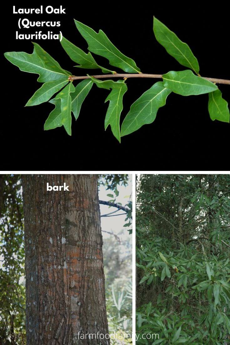 Laurel Oak (Quercus laurifolia)